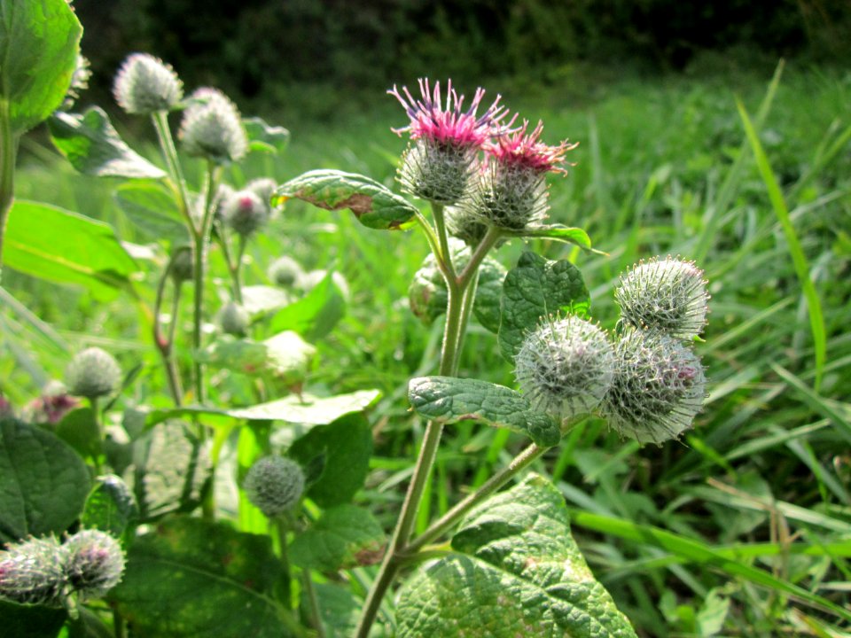 20120901Filz-Klette_Hockenheim5