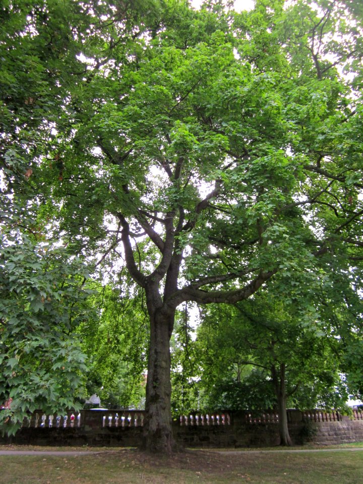 20120828Ahorn_Staden1