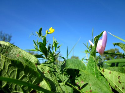 20120906Herbstzeitlose_Platterbse_Rheinhausen