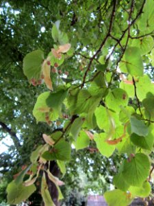 20120828Linde_Staden4
