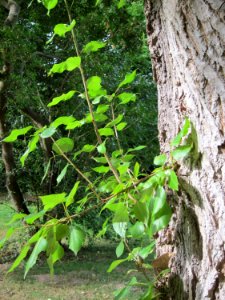 20120828Pappel_Saarbeuecken3