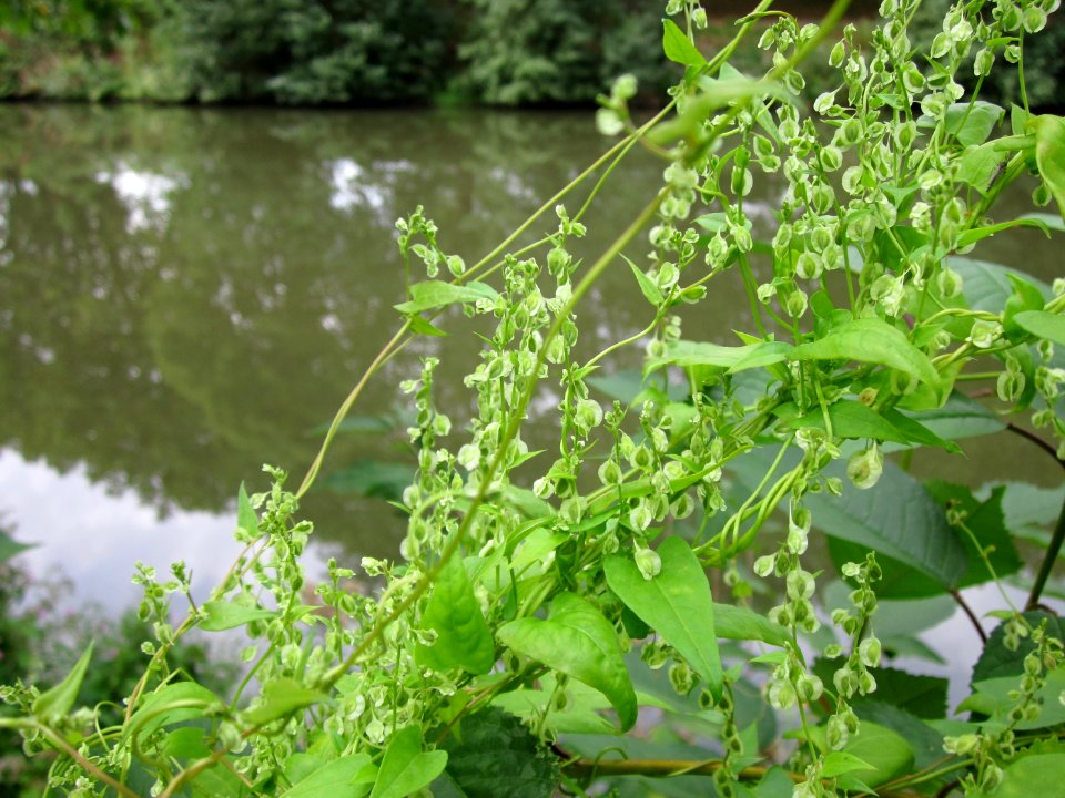 20120828Staden_Saarbruecken8