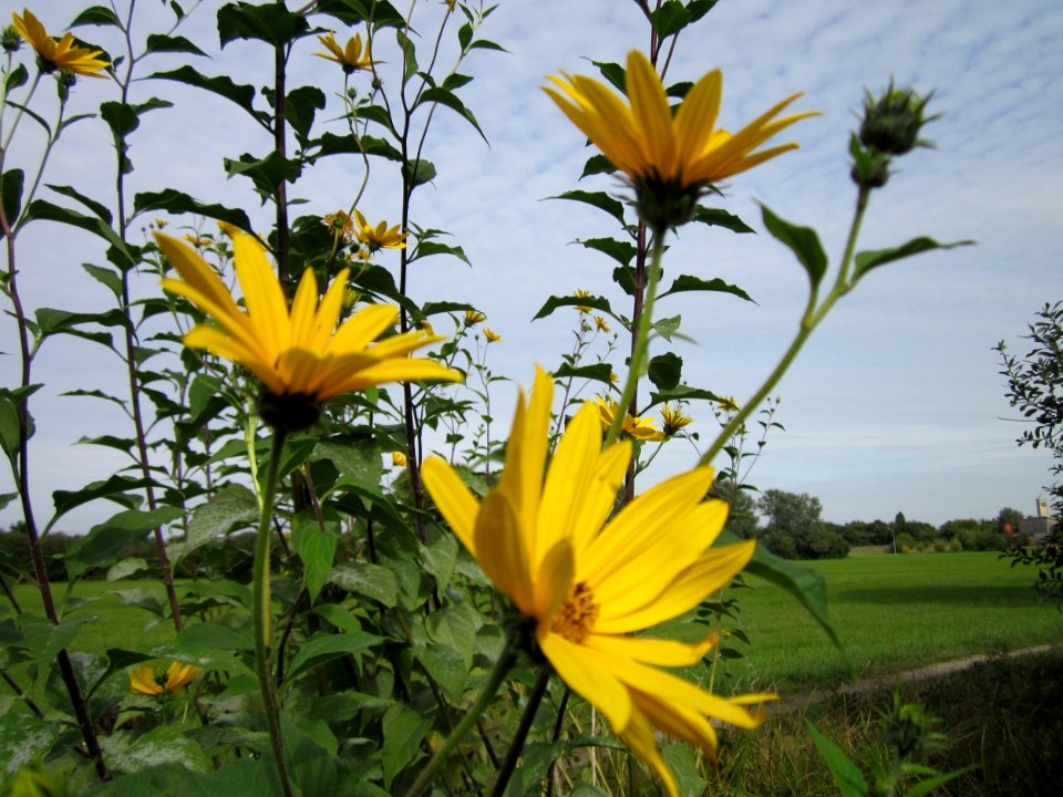 20120920Bachwiesen_Hockenheim3