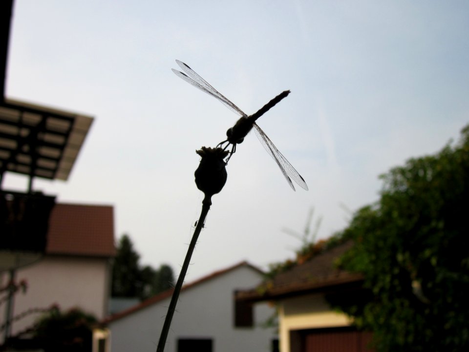 20120821Libelle_Hockenheim2