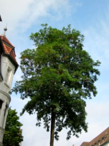 20120824Robinie_Graf-Johann-Str_Saarbruecken2