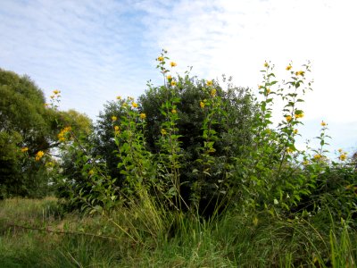 20120920Bachwiesen_Hockenheim2