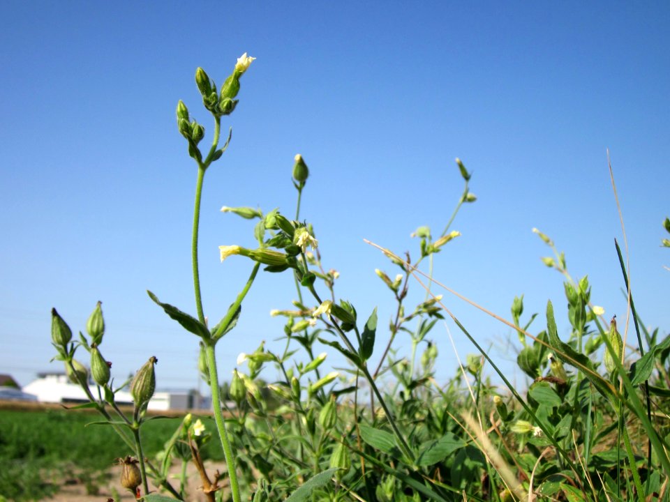 20120819Silene_latifolia04