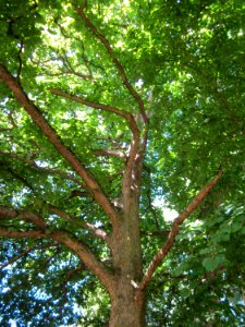 20120827Baumhasel_Saarbruecken4