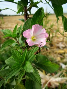 20120920Convolvulus_arvensis2