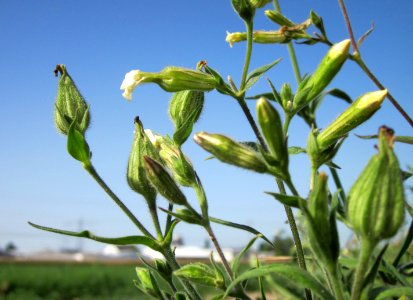 20120819Silene_latifolia05