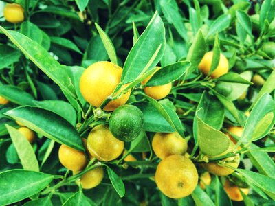 Citrus agriculture plant photo