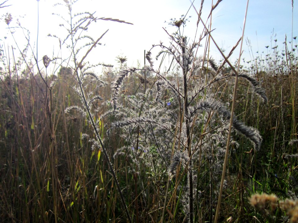 20120920Natternkopf_Hockenheim1