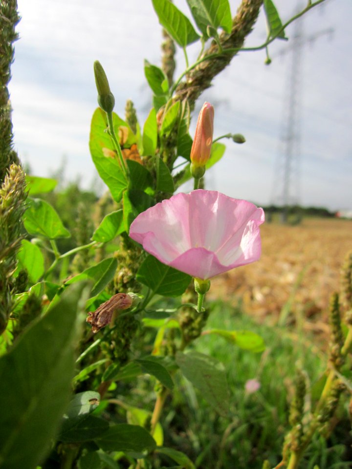 20120920Convolvulus_arvensis7