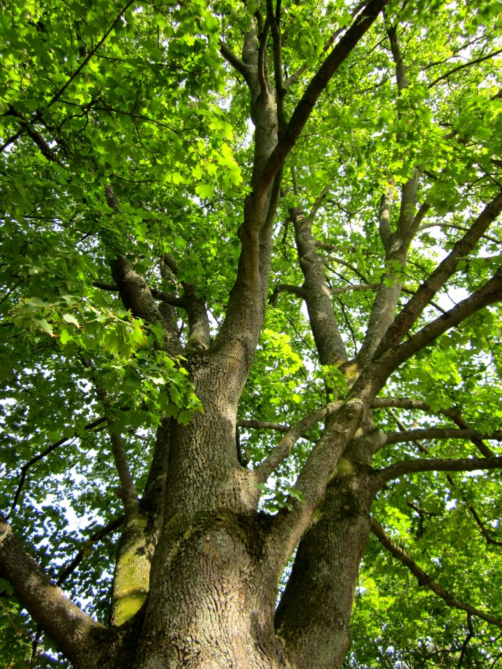 20120821Ahorn_Friedhof_Hockenheim5