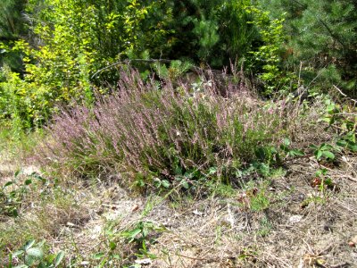 20120819Schwetzinger_Hardt05