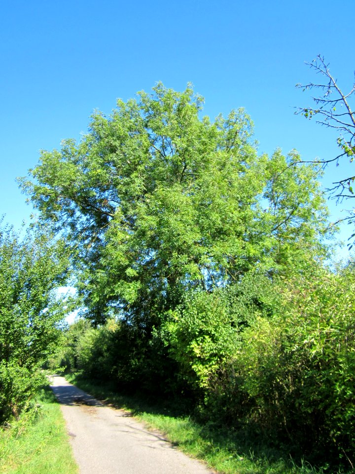 20120907Esche_Horststuecker