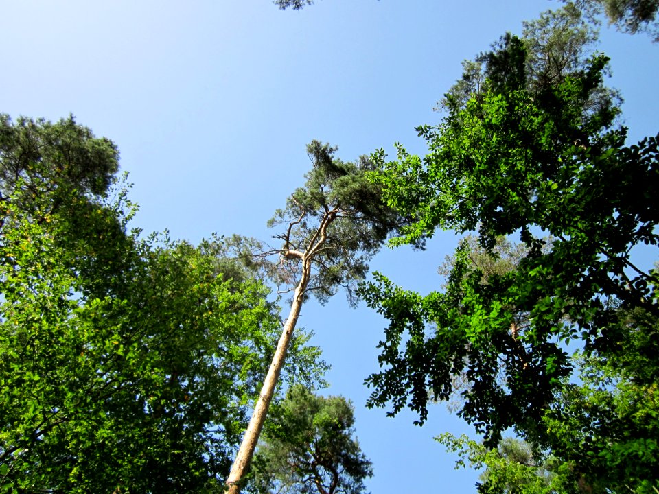 20120819Schwetzinger_Hardt09