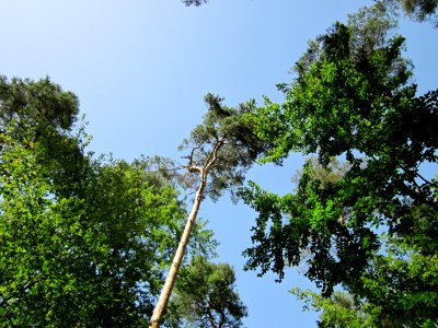 20120819Schwetzinger_Hardt09