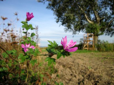 20120920Hockenheimer_Rheinbogen1