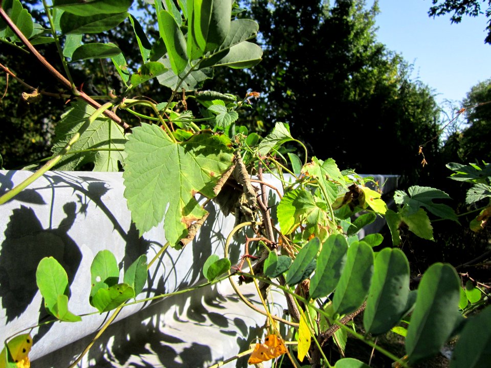 20120819Schwetzinger_Hardt38
