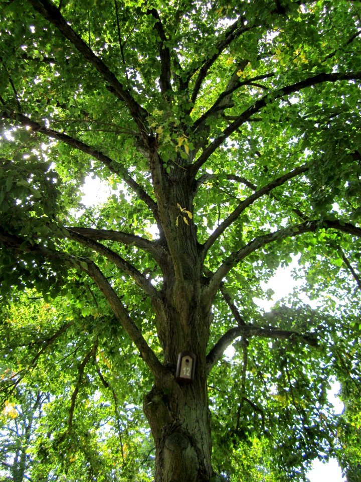 20120821Linde_Friedhof_Hockenheim5
