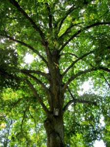 20120821Linde_Friedhof_Hockenheim5