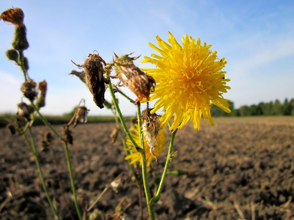 20120920Hockenheimer_Rheinbogen5