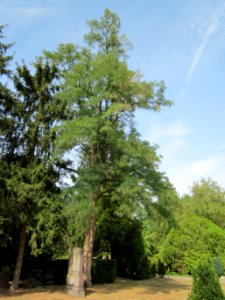 20120821Robinie_Friedhof_Hockenheim1