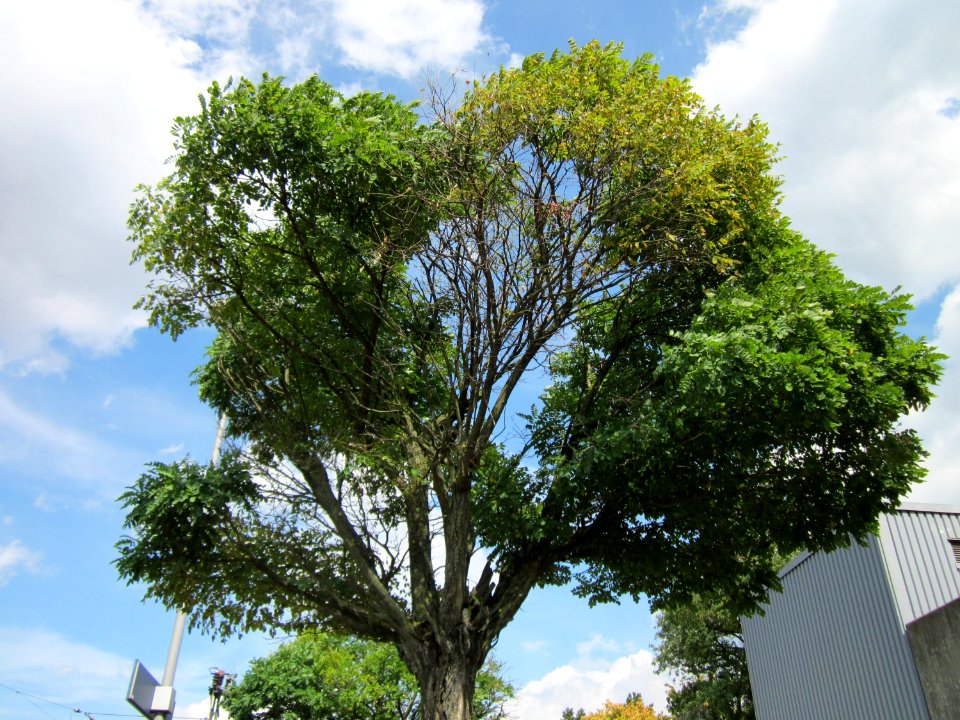 20120822Styphnolobium_japonicum1