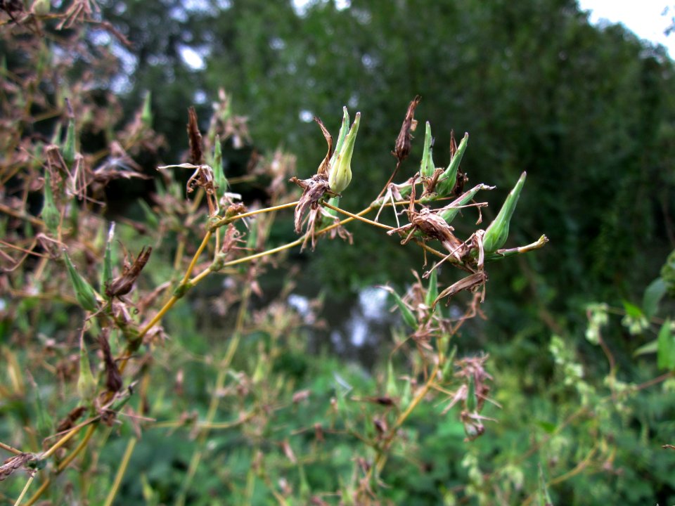 20120828Lactuca_serriola1