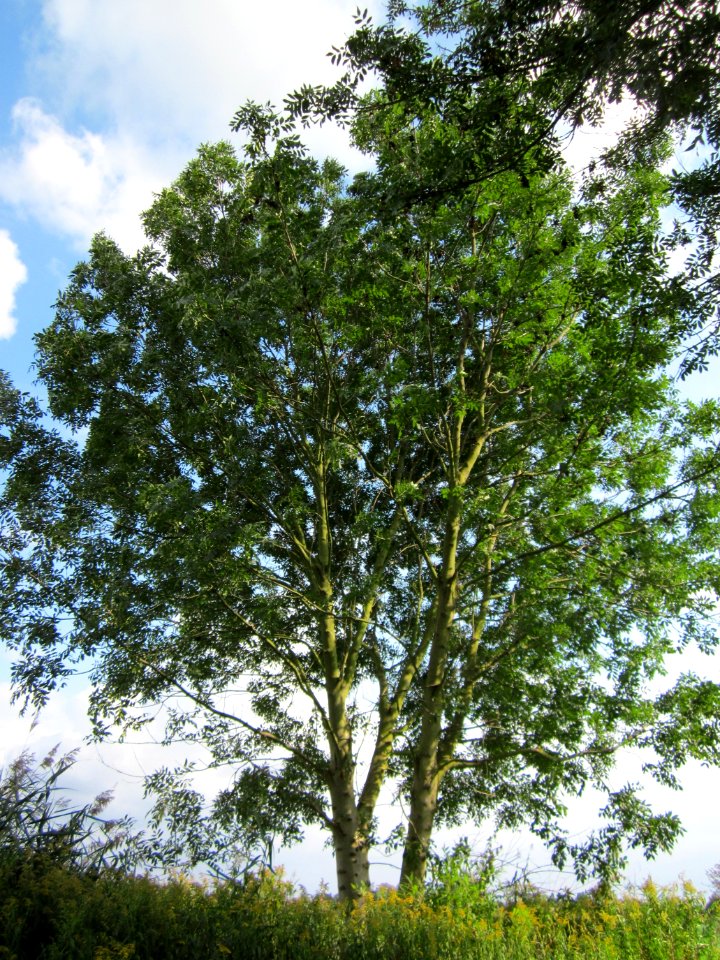20120901Esche_Hockenheimer_Rheinbogen3