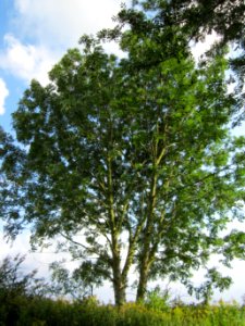 20120901Esche_Hockenheimer_Rheinbogen3