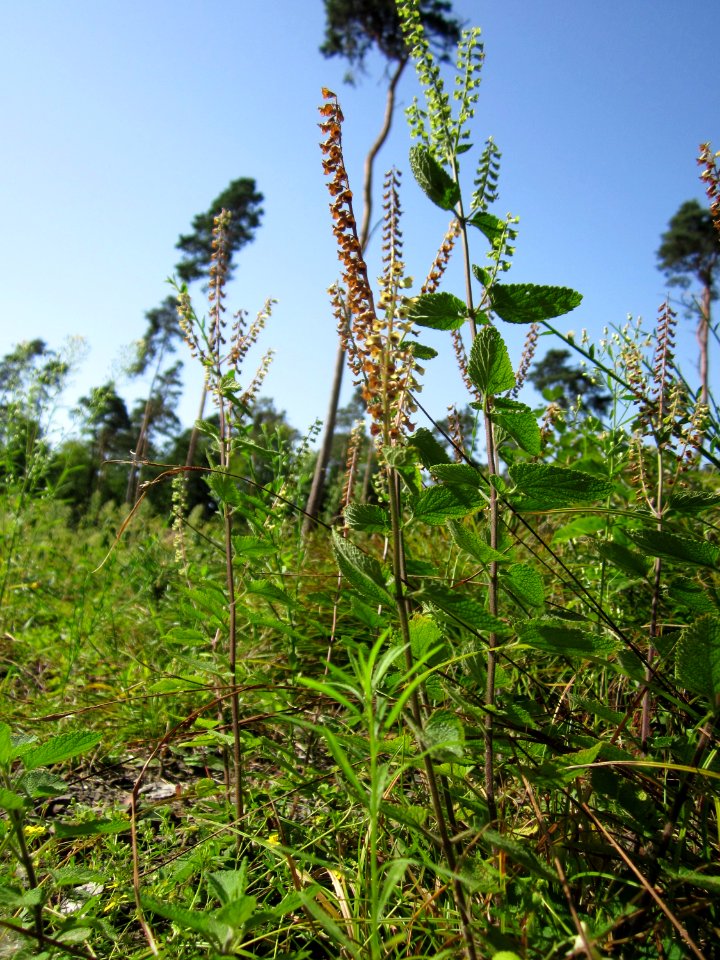 20120819Schwetzinger_Hardt23