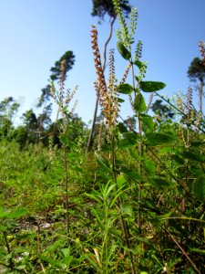 20120819Schwetzinger_Hardt23
