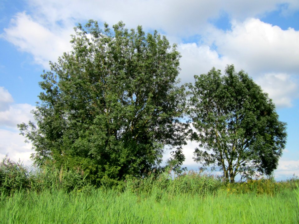 20120901Esche_Hockenheimer_Rheinbogen1