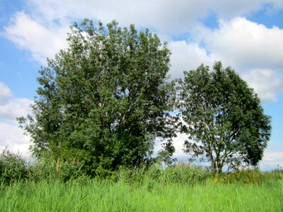 20120901Esche_Hockenheimer_Rheinbogen1