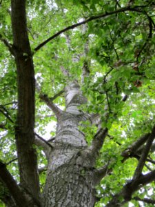 20120828Pappel_Saarbeuecken2