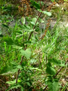 20120819Schwetzinger_Hardt08