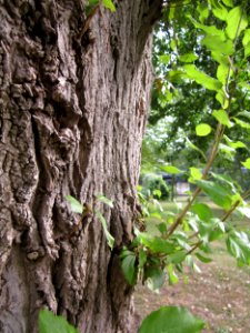 20120828Pappel_Saarbeuecken4