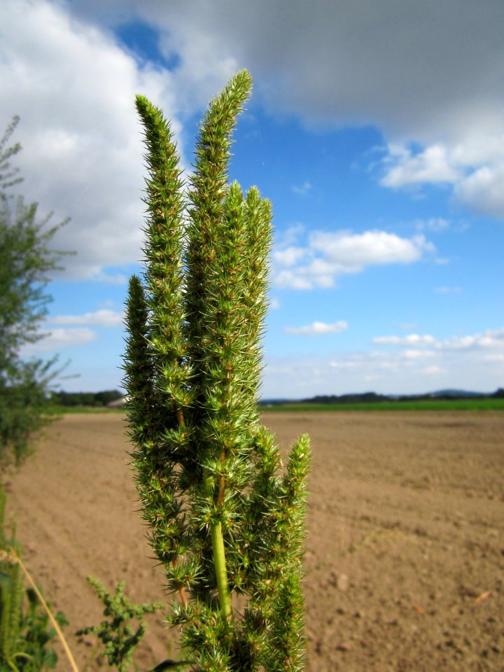 20120902Amaranthus_retroflexus5