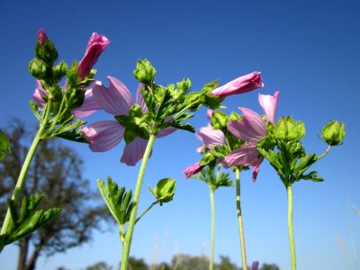 20120819Malve_Herrenteich1