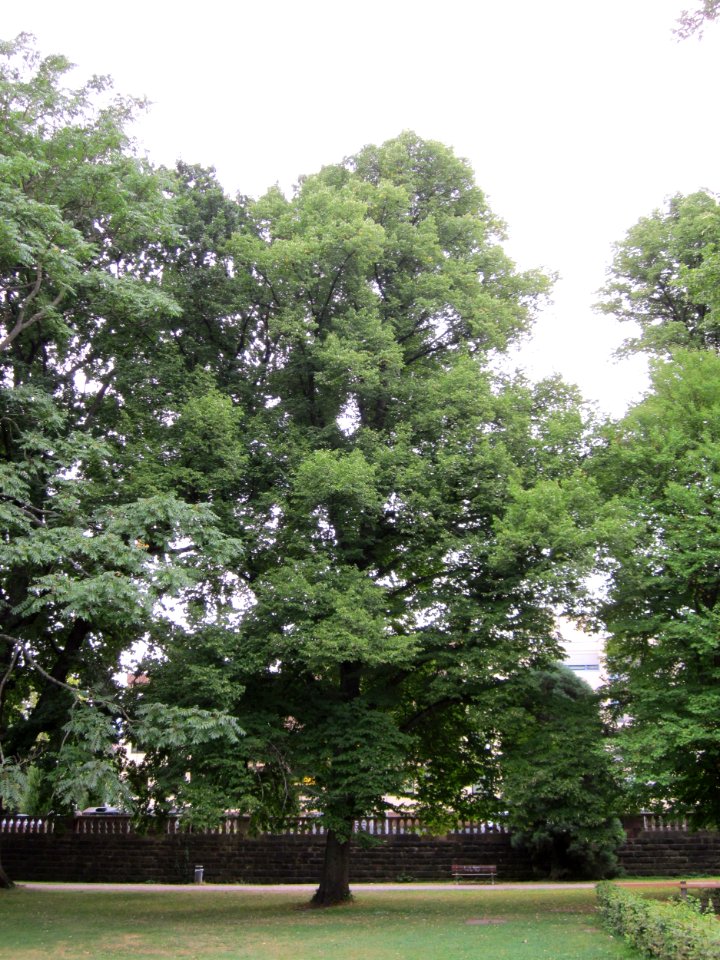 20120828Linde_Staden2