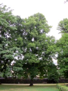 20120828Linde_Staden2