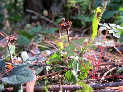 20120902Braunelle_Walldorf1