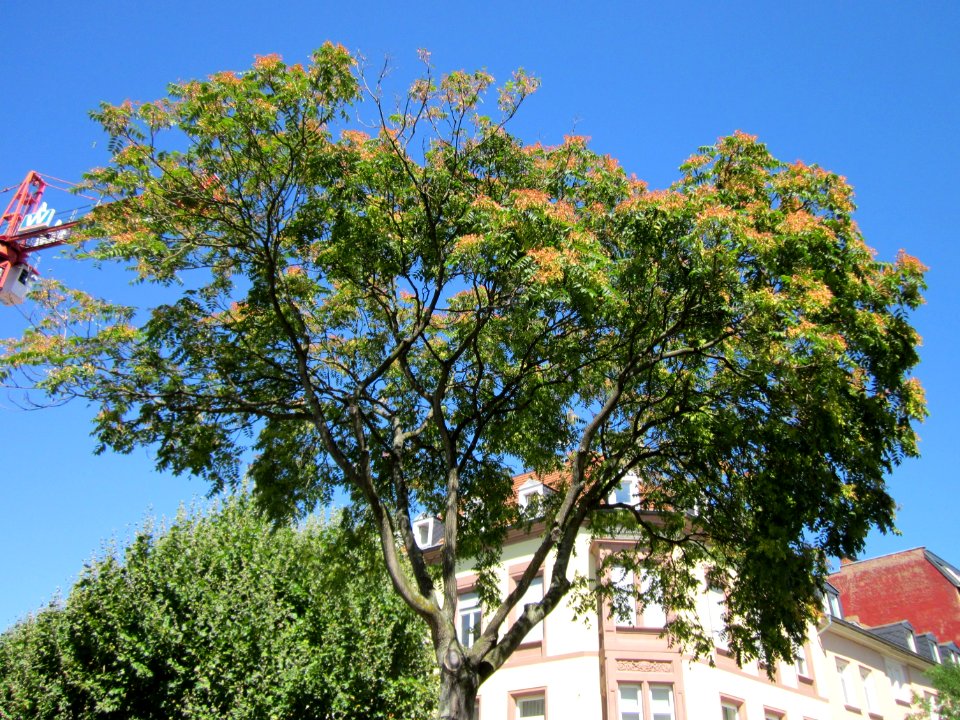 20120823Goetterbaum_Saarbruecken1