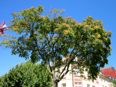 20120823Goetterbaum_Saarbruecken1 photo