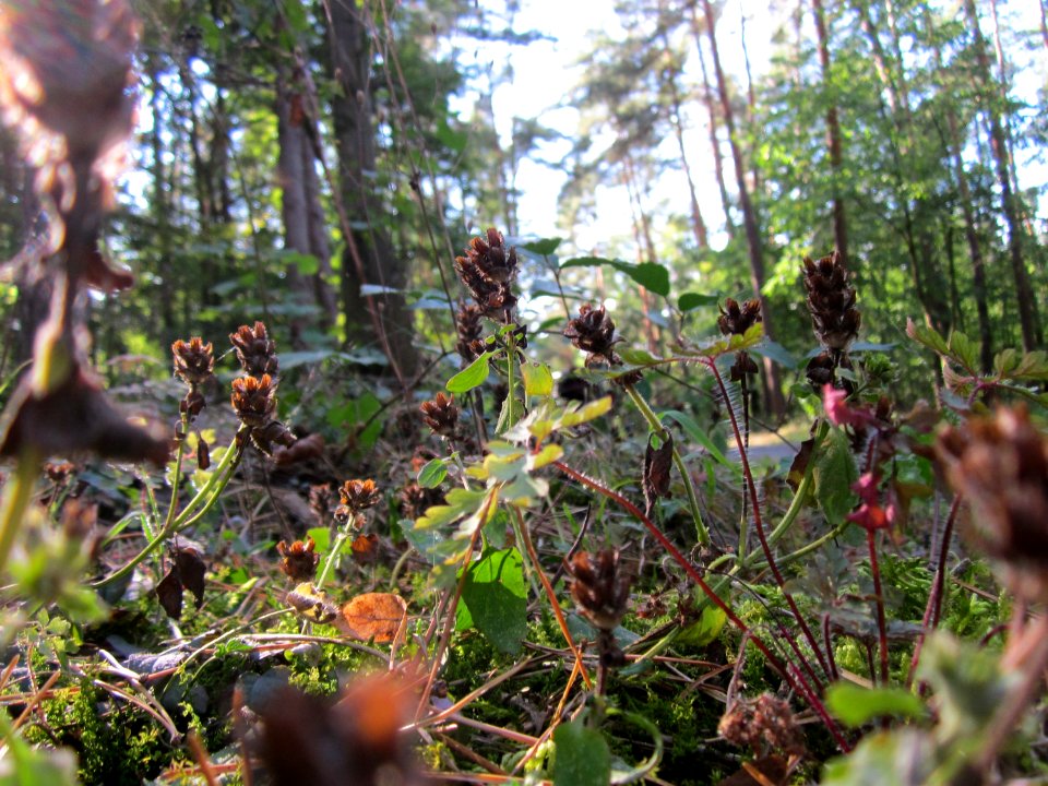 20120902Braunelle_Walldorf3