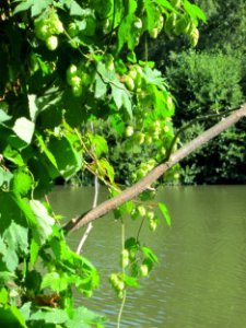 20120827Hopfen_Saarbruecken2