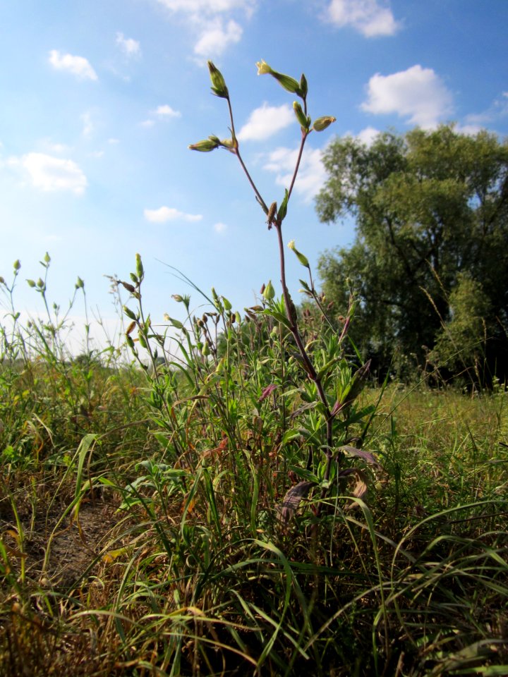 20120904Silene_latifolia3