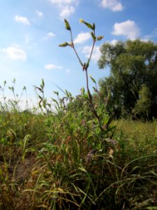 20120904Silene_latifolia3